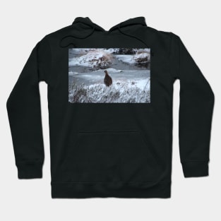 Red grouse in winter Hoodie